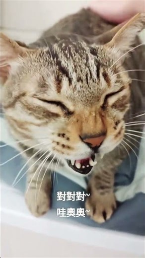 Cat Making Cute “Waaaooo” Noises 🐈✨