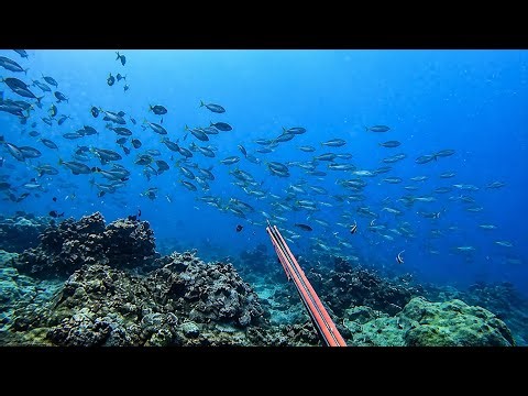 SPEARFISHING TILL DARK || BANTON, ROMBLON || MEL SPEARFISHING TV!