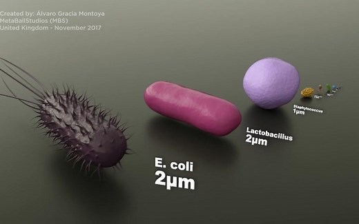 【3D模型】微生物大小对比