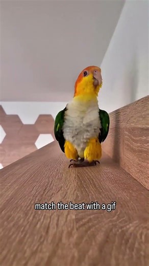 Parrot has some strong stomps.🔥