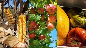 What to see in the sky this September! Venus is a brilliant beacon in the morning, plus: seek out the zodiacal light, and a Harvest Moon: https://go.nasa.gov/3L2EbgA | NASA - National Aeronautics and Space Administration