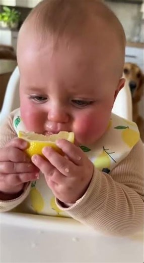 Baby vs Lemon in Slo-Mo