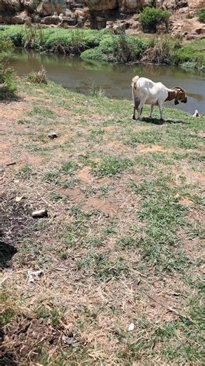 157K views · 2.2K reactions | #SNAKE PARK SOWETO | Les Mpete | Facebook