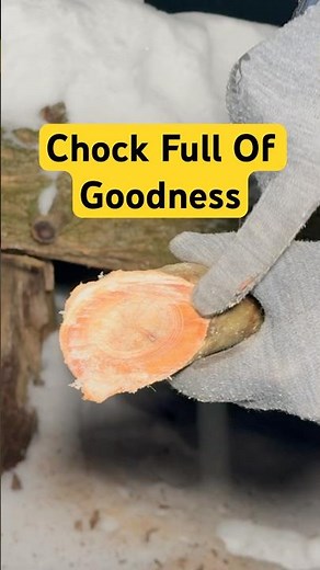 Why Pine Trees Are A Camper’s Best Friend #campingtips #tipsandtricks #outdoors