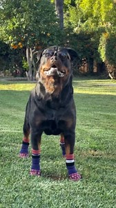 Kuoser Non Slip Dog Socks for Hardwood Floors,4Pack Anti-Slip Dog Grippy Socks to Prevent Licking Paws,Dogs Booties Paw Protectors with Double-Sided Traction for Small Medium Large Senior Dogs,Rose L