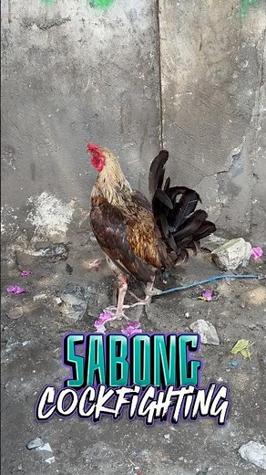 For Sabong , Cockfighting Rooster
