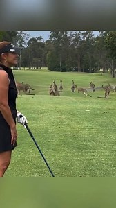 Not your usual spectators. 📹:wendywoo.golf | Druids
