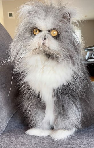 Let's take a moment with Atchoum ******* Prenons un moment avec Atchoum | Atchoum the cat