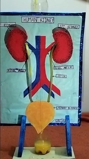 kidney working model (Science school project) Urinary system 3D working model