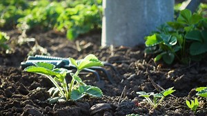 Hands doing gardening work - Free Stock Video