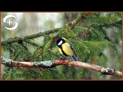 4 Stunden Ruhe im Wald - Vogelgesang Naturgeräusche - Vogelgezwitscher
