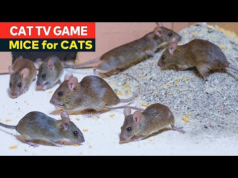 Cat Games - Rat/Mice for Cats to Watch | Mouse Videos for Cats to Watch