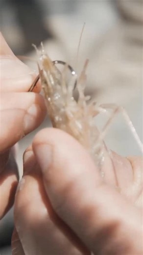 Salt Strong Fishing on Instagram: "🦐 Live Shrimp Mistake ➡️ Don’t use a hook that’s too big. This is one of the biggest mistakes live bait anglers make. This shrimp should look natural and be able to swim upright on its own. If it can’t, go down to a smaller hook. Bigger hooks don’t equal bigger fish!"