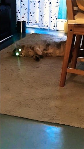 Crazy Big Maine Coon kitten😳 Cat or Alien? not edited 😅 #shorts #cat #catvideos #cats #gatos #funny