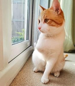 Three-Legged Cats | Disabled Cats | Cats Protection