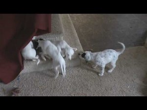 English setter puppies playing 3/21 (HD Video)