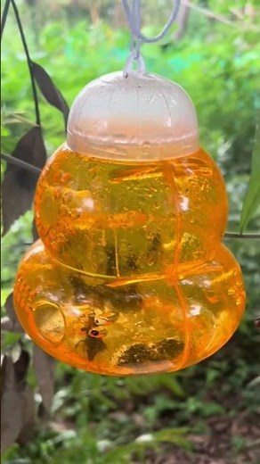 I Made a Hornet Trap with a Plastic Bottle… The Result Is INSANE 😱🔥 #Shorts #hornet #wasp