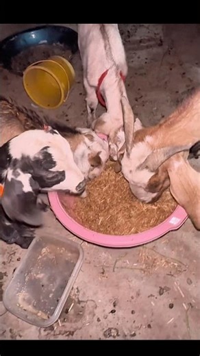 goats feeding 😍cinimini zoo #shorts #viralvideo #shortvideo