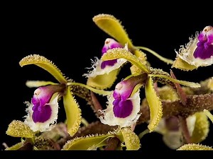Epidendrum Orchid Care Guide: How to Grow & Propagate Easily at Home