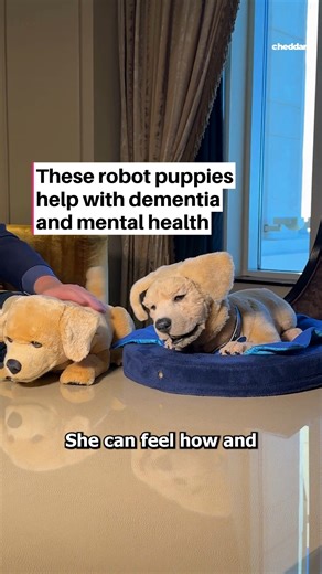 These robotic puppies are more than just cute, they’re changing healthcare! 🤖🐾 Tombot’s Jennie, designed to offer emotional support, helps people with dementia, autism, PTSD, and more. Learn more: https://bit.ly/40mcCFN | cheddar news