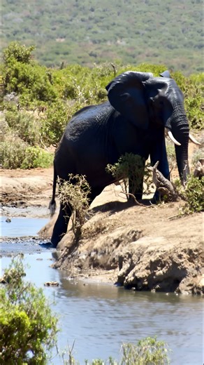 Majestic African Elephant at the Watering Hole #AfricanElephant #WildlifeVideo #NatureDocumentary