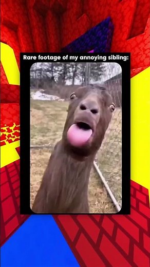 Super Funny Sibling Memes!