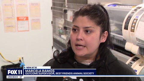 Best Friends Animal Society seeks foster families