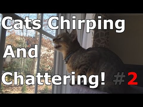 Cats Chirping And Chattering! #2 --- CAT COMPILATION
