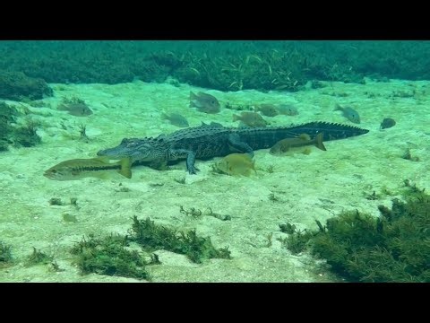 The poses of a hunting Alligator! 🐊