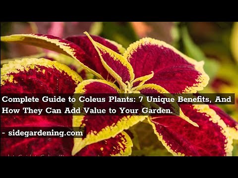Complete Guide to Coleus Plants: 7 Unique Benefits, And How They Can Add Value to Your Garden