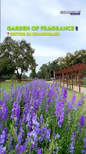 Garden of Fragrance Chandigarh 🌸 Sector 36 | Hidden Garden Tour