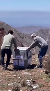 184K views · 4.9K reactions | The size of an Andean Condor | Beauty Of Nature | Facebook