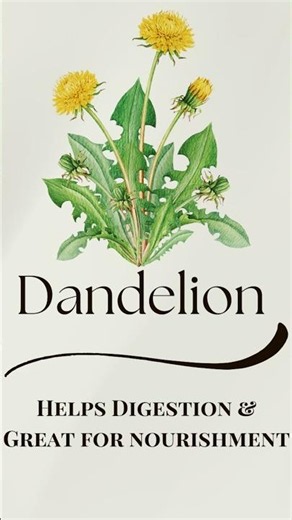 Top Benefits of Dandelion You Never Knew! #herbalmedicine #gardening #waildberries