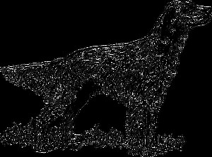 イングリッシュ・セッター | 犬の飼い方・しつけ方大百科