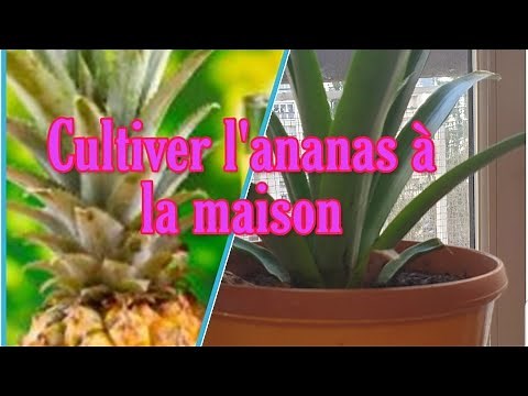 Cultiver l'ananas à la maison