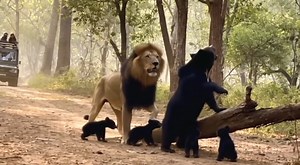 11K views · 46 reactions | A powerful tiger and a wild bear clash deep in the forest. Roars, dust, and raw strength — the entire fight is caught on camera. Watch closely till the end to see who wins the battle for territory! #TigerVsBear #WildFight #ForestBattle #CaughtOnCamera #WildlifeEncounter #NaturePower #ViralWildlife #RealFootage | Throne Wars Legends | Facebook