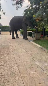 Today, giant elephant bull gracefully roams the grounds of the lodge, its massive trunk skillfully searching for food among the lush vegetation. The scene captures the beauty of wildlife in their natural habitat, showcasing the gentle giant’s quest for nourishment amidst the stunning landscape. 📍Buffalo Lodge, Queen Elizabeth National Park #Uganda #elephants #elephant #elephantlove #ElephantSafari #saveelephants #elephantconservation #ExploreUganda #PearlofAfrica #queenelizabethnationalpark | W