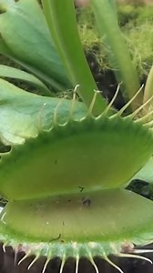 27K views · 250 reactions | A venus flytrap ate my finger 華 #experiment #plant #venus #trap #eating #reels | The Action Lab | Facebook