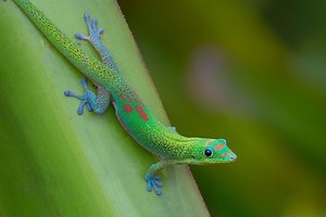 Gold dust day gecko - Alchetron, The Free Social Encyclopedia