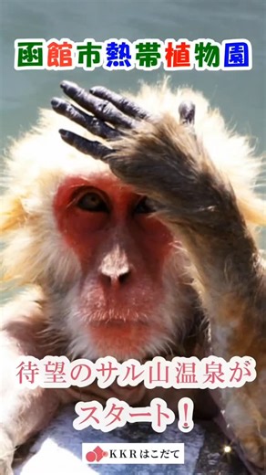 KKRはこだて【公式】kkr hakodate on Instagram: "♨️待望のサル山温泉スタート♨️ 🐵🐵🐵🐵🐵🐵🐵🐵🐵🐵🐵🐵 ▶️12月から春の大型連休まで、温泉に のんびりとつかるニホンザルの愛らしい姿が大人気💫 ✅函館空港近くの湯の川温泉 #函館市熱帯植物園 で温泉につかるニホンザルは、函館の冬の風物詩のひとつです😊 ✅サル山のプールに温泉を引き入れるのは、12月1日から春の大型連休までの期間限定♨️ ✅野外の寒さや風雪をしのぐため、湯につかって温まるサルたちの愛くるしい表情やしぐさは、どこかユーモラスでかわいらしいと評判です🐵 ✅開園中はいつでも間近で観察できます（要入園料） ✅案内所で専用の「サルのエサ（100円）」を買って、柵越しにエサやり体験をすることもできちゃいます🙉 🔷開催期間の最終日は変更となる場合があります。公式ホームページで発表されますので、ご確認ください。 https://hako-eco.com/archives/6539 ✅寒くなったら園内の足湯を利用したり、冬でも暖かい温室へ♨️ 北国の冬景色から一転、珍しい南