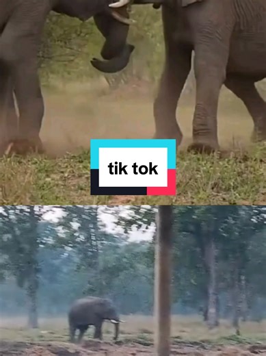 Understanding Elephant Memory and Intelligence