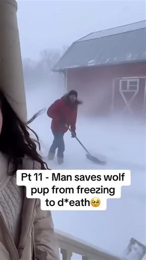 @insidethetruthh on Instagram: "🥹I don’t know wt would’ve happend if he didn’t save that wolf pup #foryou #fyp #intresting #viral #wholesome #wolf"