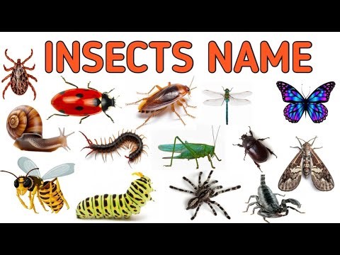 INSECTS NAME !! Insects Name with Spelling and Pictures | The Kituu World