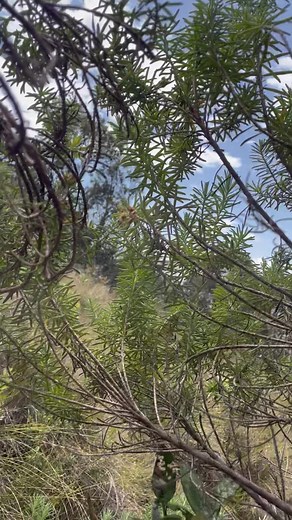 2.6K views · 71 reactions | Dreaming of a horseback or mule ride...