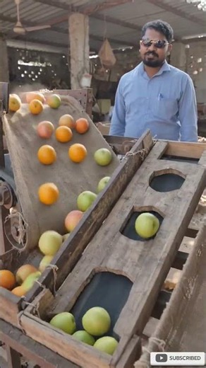 सेब, संतरा और अमरूद कन्वेयर पर चल रहे फल को अलग करने का मशीन satisfying sorting process #trending