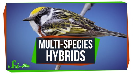When three species combine: Multi-species hybrids