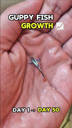 🐠 Guppy Fish Growth Day 1 to Day 50 Chilli Mosaic Dumbo #guppy #guppyfish #guppychannel