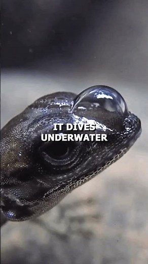 This Lizard Can Breathe Underwater