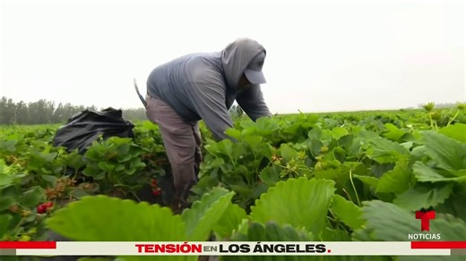 943K views · 16K reactions | Arrestos de jornaleros afecta la economía de EE.UU.: Así reaccinan ante el anuncio de Trump de implementar "cambios" en la política migratoria de este sector. | Noticias Telemundo | Facebook