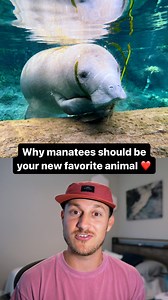This is why the Florida manatee should be your new favorite animal! ❤️ Manatees are very curious and have even been know to approach divers in the water. Some have been lucky enough to receive hugs from these creatures?! 😱😍 They are a protected species and we are unable to reciprocate the interaction with them. This is to help protect them from getting too comfortable with human interaction. Otherwise they can become too comfortable and inevitably collide with boats. Manatees are also herbivor